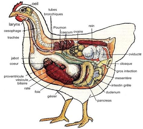 Anatomie De La Poule Chicken Chick Chicken Farm Chicken Eggs Chicken