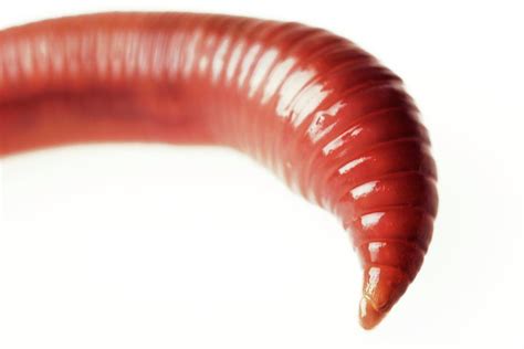 Earthworm Photograph By Mauro Fermarielloscience Photo Library