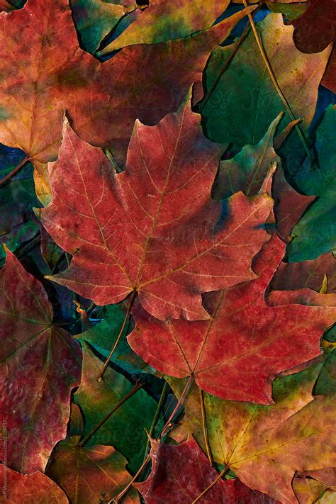 Fall Leaves Abstract By Stocksy Contributor Jeff Wasserman Stocksy