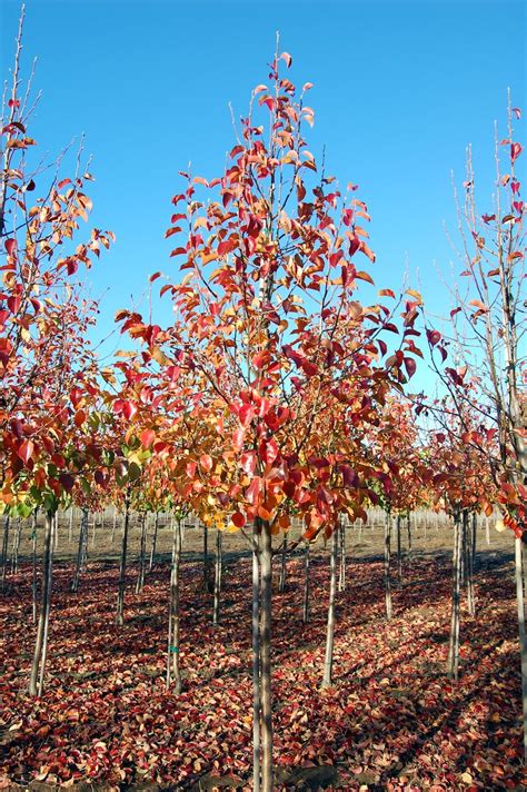 Cleveland Select Flowering Pear Tree Profile By Kuenzi Turf And Nursery