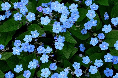 美丽绽放的蓝色小花图片 盛开的蓝色小花素材 高清图片 摄影照片 寻图免费打包下载