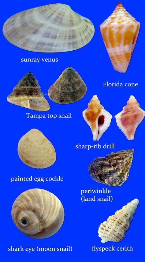 100 Best Texas Sea Shell Types Images In 2020 Sea Shells Seashell