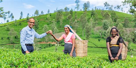 Tea Exporters In Sri Lanka Bte