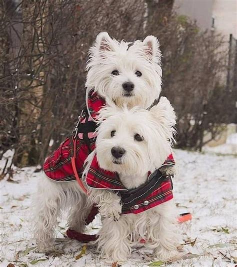 2 Custom Coats Red Plaid Dog Coats Tartan Dog Coats Westie Etsy In