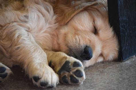 What Puppy Sleeping Positions Mean Common Sleeping Positions Furbo