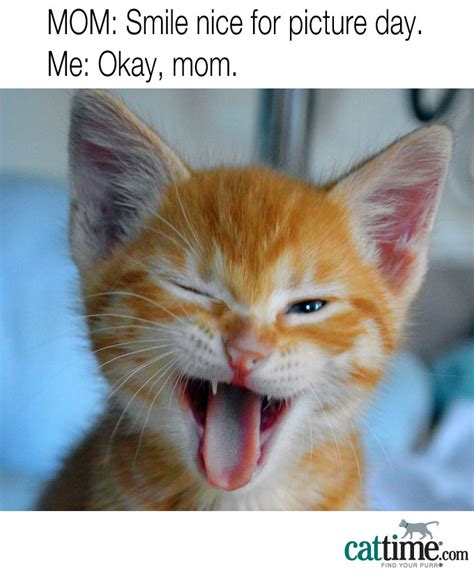 45 Funny And Relatable Cat Memes To Make Your Day Better Cattime