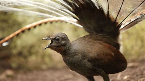 An Australian Bird That Mimics The Sound Of A Chainsaw Bbc Travel