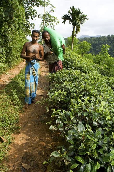 Plantation De Thé Au Sri Lanka Image Stock Image Du Village