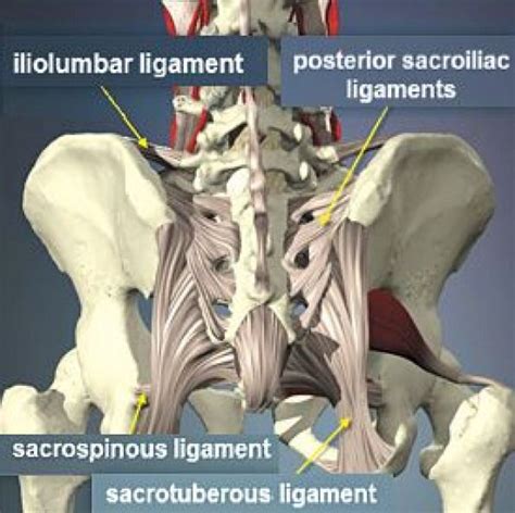 Pin On Sacroiliac Ligaments