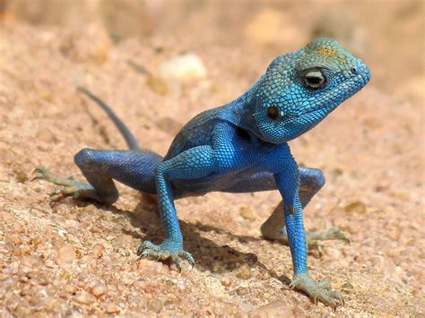 The Jungle Store The Sinai Agama Blue Lizard