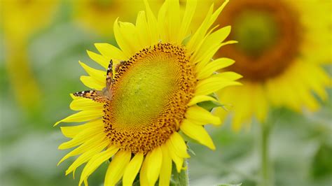 Yellow Sunflower With A Bufferfly And Honey Bee 4k Hd Flowers