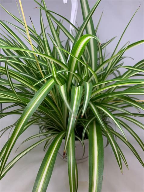 10 Variegated Spider Plant In Hanging Basket Flowers Talk Tivoli