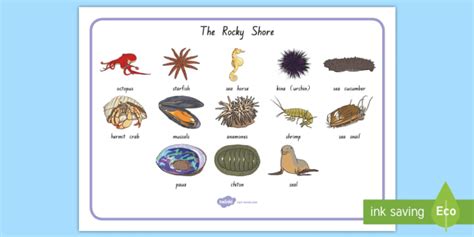 New Zealands Rocky Shore Animal Word Mat Teacher Made