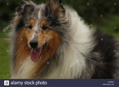 Blue Mearle Rough Collie Lassie Dog Hi Res Stock Photography And Images