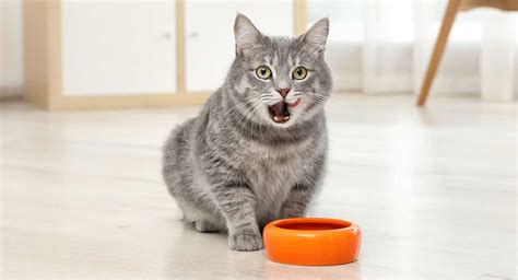 Our product roundup includes options for cats and people of all kinds. Best Cat Food For Indoor Cats - Top Tips And Reviews ...