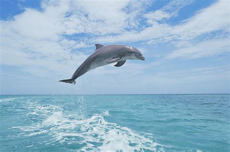 Dolphin Jumping Dolphin Jumping High Out Of The Water Hd Animals