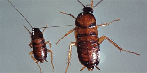 How Get Roaches In House