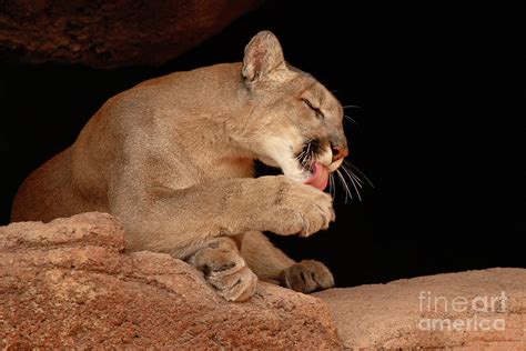 Mountain Lion In Cave Licking Paw Photograph By Max Allen Fine Art