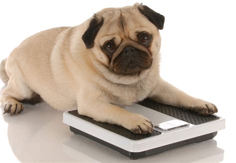 Overweight Dogs Die Sooner Have Poorer Quality Of Life
