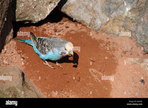 Budgerigar Nest Hi Res Stock Photography And Images Alamy
