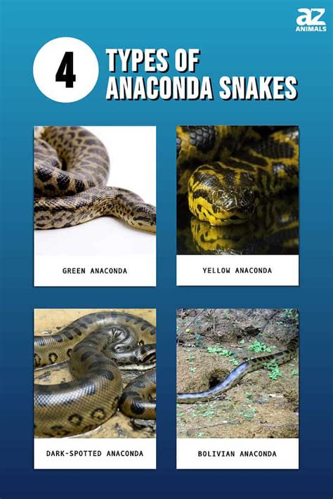 Discover The 4 Types Of Anaconda Snakes A Z Animals
