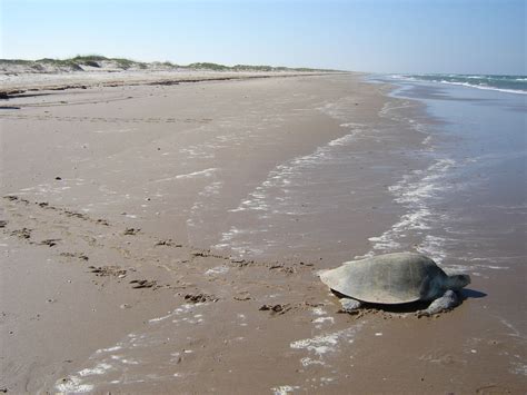 Sea Turtle Nesting And Baby Releasing Endanged Species Kemp Ridley Port Aransas TX National