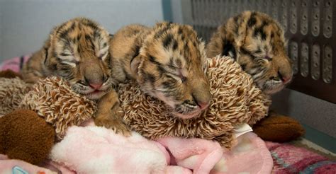 Columbus Zoo Welcomes Trio Of Adorable Baby Tigers