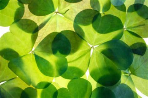 Patrick's day celebrates the life of saint patrick, one of the most significant figures in irish catholic history. St. Patrick's Day in Ireland