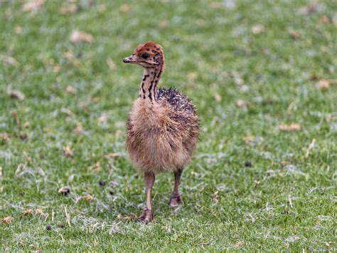 Ostrich Chick One Of The Many Ostrich Chicks Of The Lion And Flickr