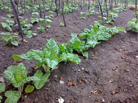 Plant Chard It Was Never So Easy If You Follow These Steps And Tricks