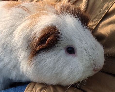 Pin On Guinea Piggies Most Adorable Furry Creatures