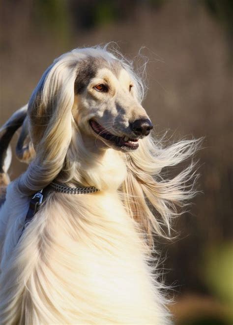 Afghan Hound Long Haired Greyhound Pets Lovers