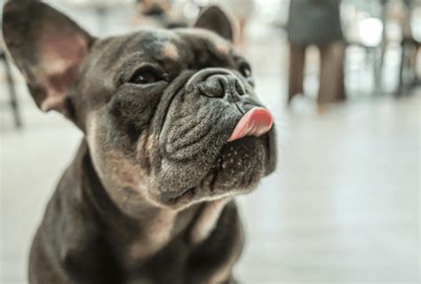 French Bulldog Colors All Frenchie Colors Explained Pawleaks