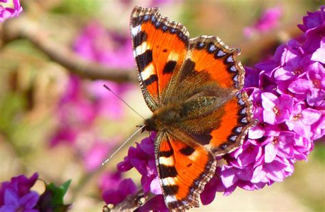 10 Beaux Papillons à Observer Dans Son Jardin Au Printemps Depuis Mon