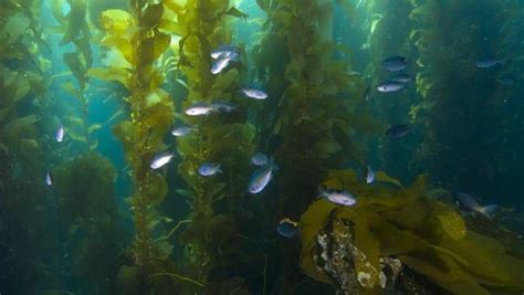 Why Kelp Forests Need Our Help