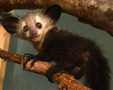 Endangered Aye Aye Born At Duke Lemur Center Zooborns