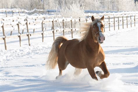 finnhorse    native horse breed  finland horses beautiful horses palomino horse