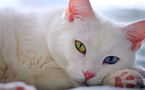Cute White Cat Desktop Wallpapers Hd Desktop And Mobile
