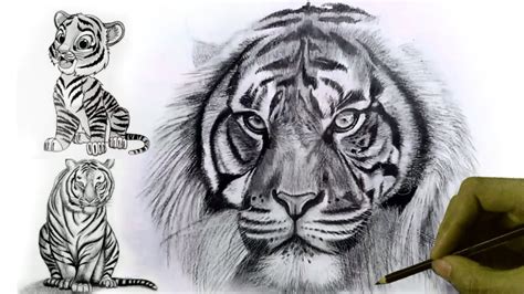 How To Draw A Tiger Realistic Pencil Drawing Youtube