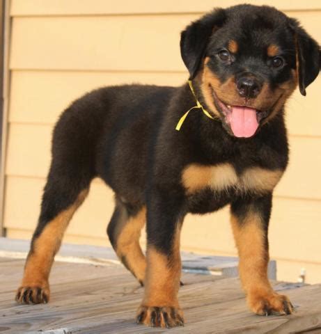 Many of our pups have gone on to become therapy dogs like their dad. GREAT ROTTWEILER PUPPIES for Sale in Houston, Texas ...