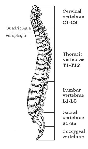 Spinal Cord Injury Northern Alberta Society About Spinal Cord Injury