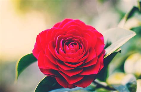 Free Picture Rose Flower Red Nature Garden
