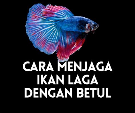 Video cara memelihara ikan laga agar tidak cepat sakit/mati. 10 Tips Cara Menjaga Ikan Laga Dengan Betul | Info Ikan ...