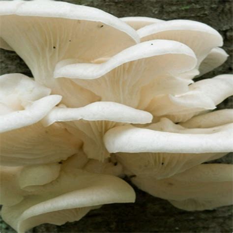 Exporter Of Oyster Mushroom From Kolaghat By S U M Agro Products