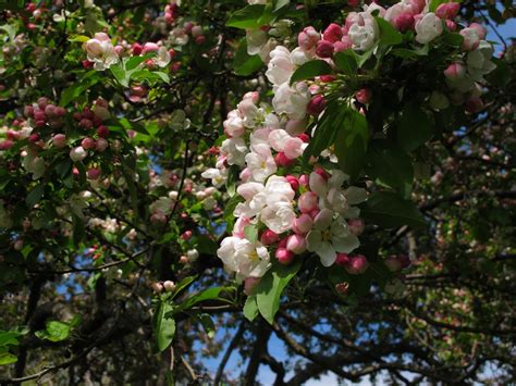 ‘donald Wyman Flowering Crabapple Arnold Arboretum