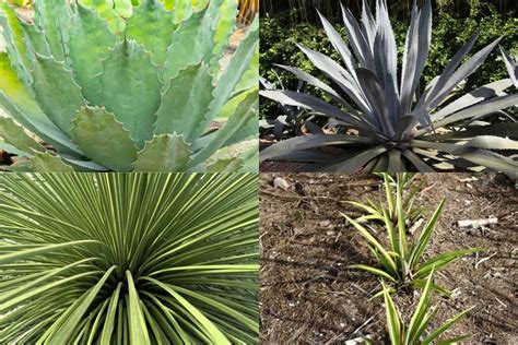 Plants That Look Like Aloe Vera Comprehensive List Grower Today