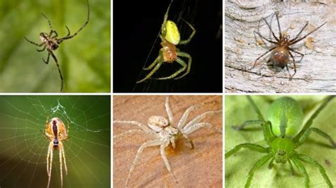 21 Common Uk Spiders You Might Find This Autumn Metro News