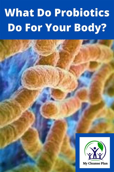 What Does Probiotics Do For Your Body Aaron Eastons Blog