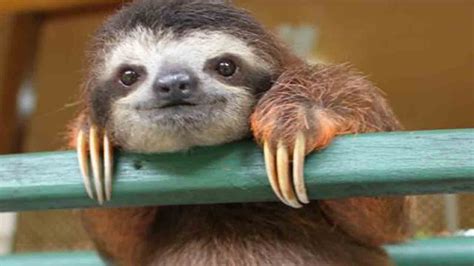 sloth video