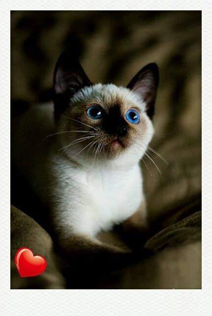 These cats display a white body, with points colored in frosty grey with a pinkish tinge. Siamese/Orientals cats.Lilac point,Seal tabby silver ...